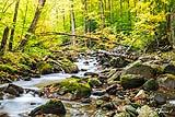 Chittenden Brook VT 2021